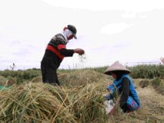 Tahun 2025, Pemkab Bekasi Targetkan Produksi Gabah 500 Ribu Ton Para Petani saat panen raya